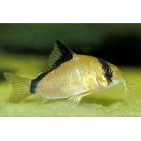 Corydoras Metae 3-4cm Corydoras Metae 3-4cm